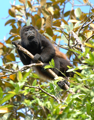 Mantled howler